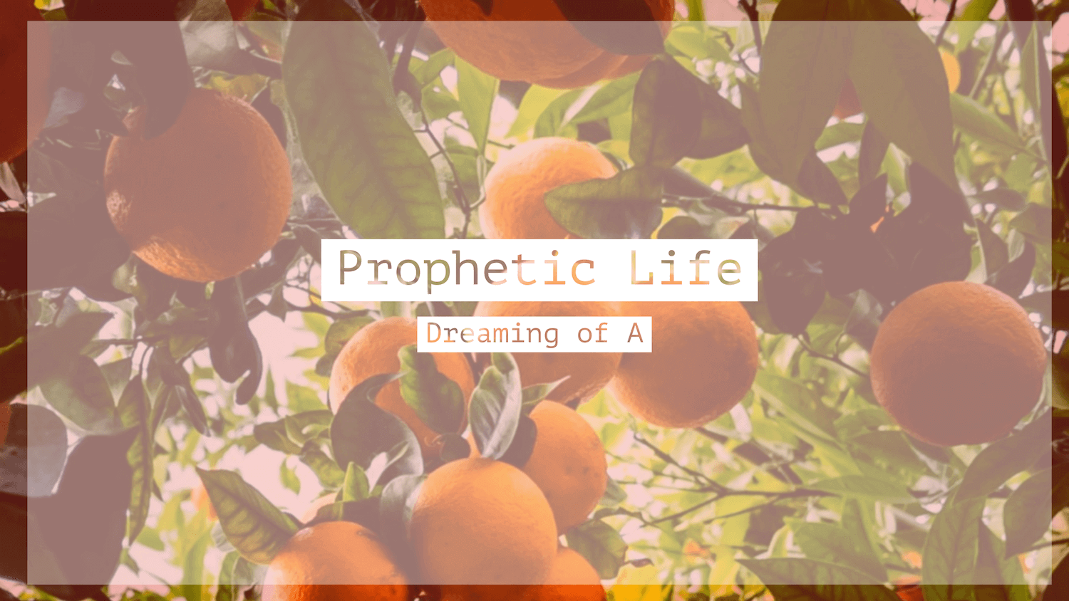 Thumbnail of an orange tree from Imam Marc's backyard